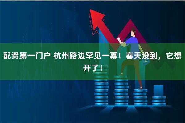 配资第一门户 杭州路边罕见一幕！春天没到，它想开了！